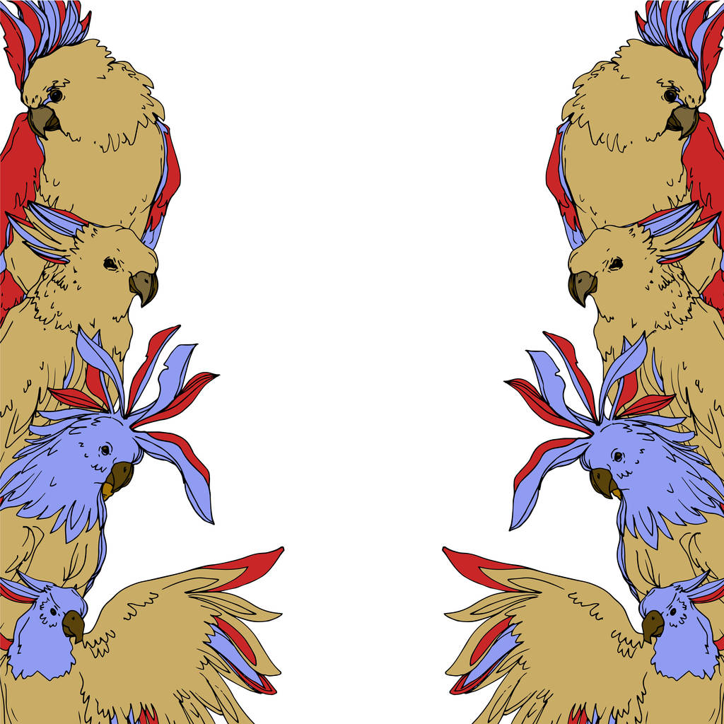Vektor Himmelsvogel Kakadu in einer Tierwelt isoliert. Schwarz-weiß gestochene Tuschekunst. Rahmen Rand Ornament Quadrat. - Vektor, Bild
