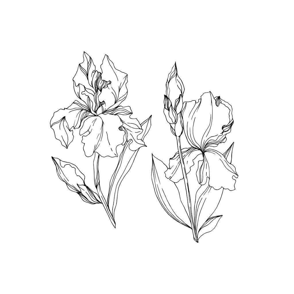 Květinové botanické květy. Černé a bílé ryté inkoustem. Izolovaný prvek – izolovaná kosatce. - Vektor, obrázek