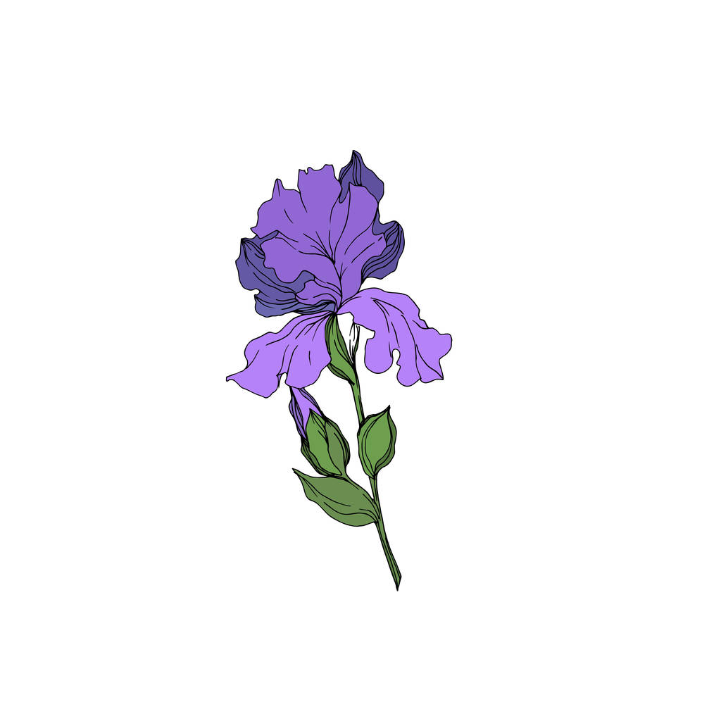 Vector Iris flores botânicas florais. Tinta gravada a preto e branco. íris isoladas elemento ilustrativo
. - Vetor, Imagem