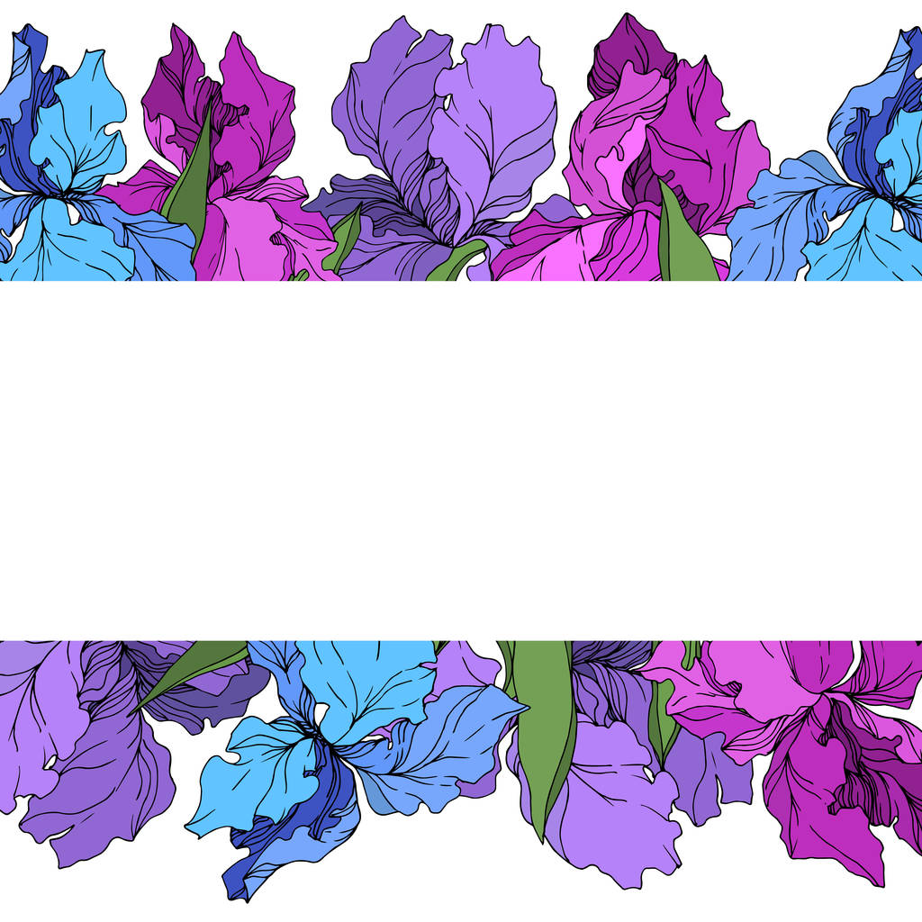 Vektor Iris virágos botanikai virágok. Fekete-fehér vésett tinta Art. Keretszegély Dísz tér. - Vektor, kép