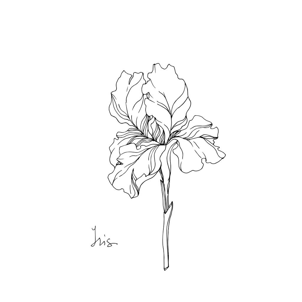Vektor Iris virágos botanikai virágok. Fekete-fehér vésett tinta Art. Izolált iszek illusztráció elem. - Vektor, kép
