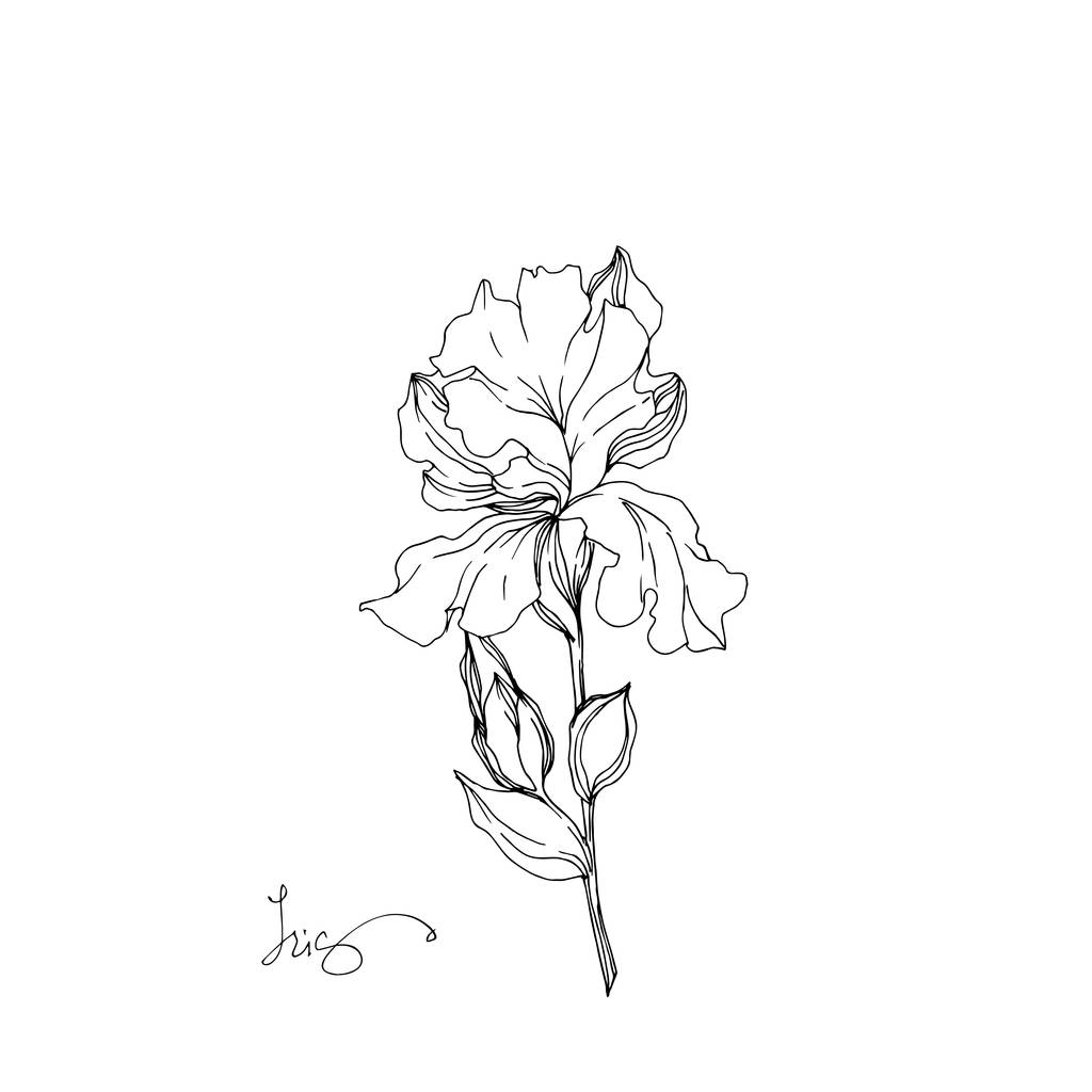 Το διάνυσμα ίριδας λουλουδιών βοτάνων. Μαύρο και άσπρο χαραγμένο μελάνι τέχνης. Απομονωμένο στοιχείο απεικόνισης ίριδες. - Διάνυσμα, εικόνα