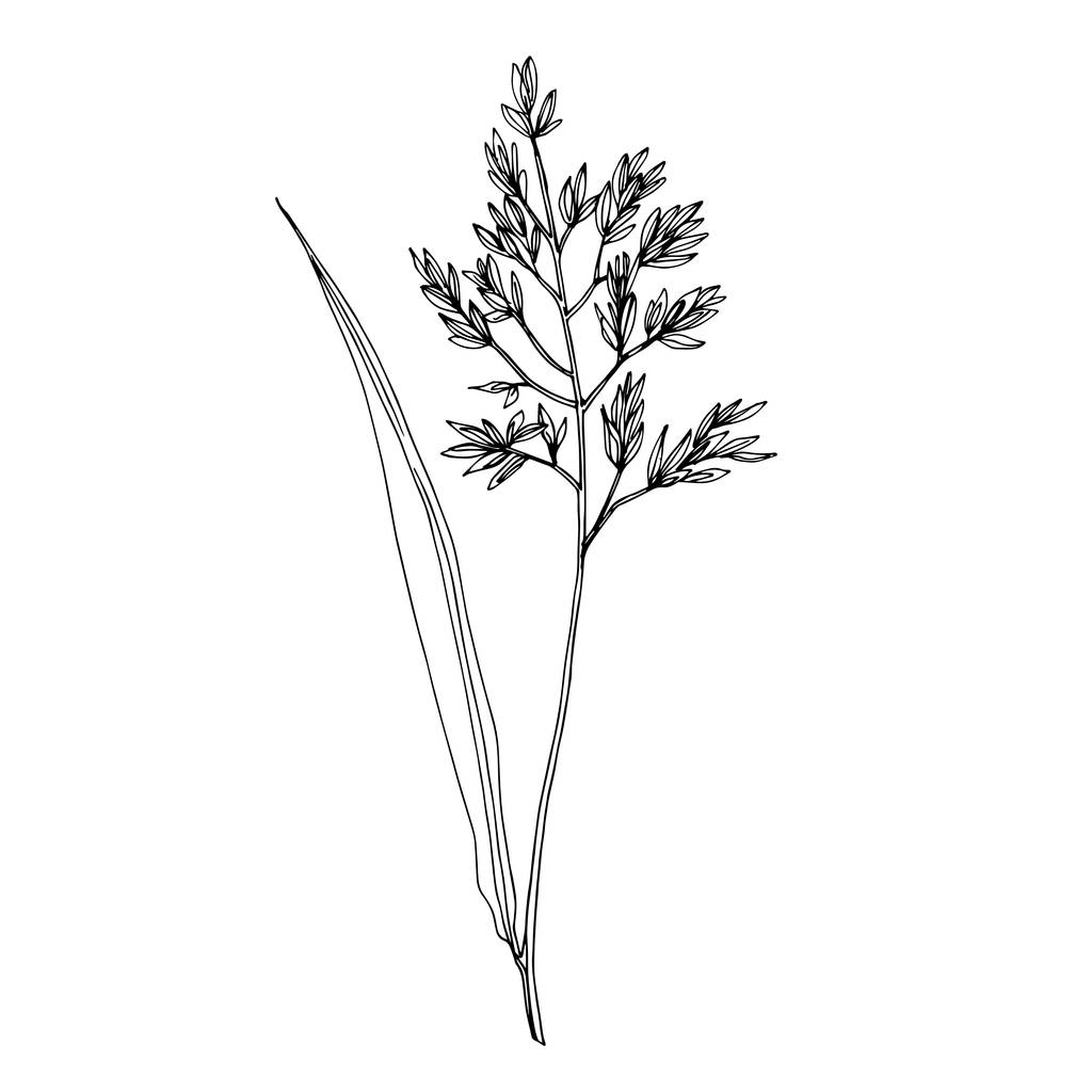 Διάνυσμα αγριολούλουδα ανθικά βοτανικά λουλούδια. Μαύρο και άσπρο χαραγμένο μελάνι τέχνης. Μεμονωμένο στοιχείο απεικόνισης λουλουδιών. - Διάνυσμα, εικόνα