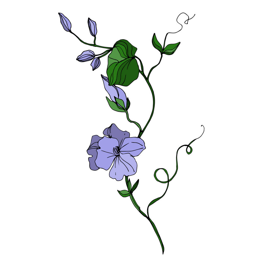 Vector Wildflowers flores botánicas florales. Tinta grabada en blanco y negro. Elemento de ilustración de flores aisladas
. - Vector, Imagen