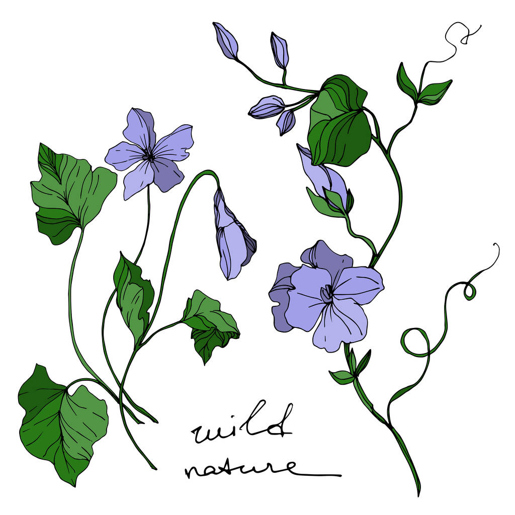 Vector Wildflowers flores botânicas florais. Tinta gravada a preto e branco. Isolado elemento ilustração flor
. - Vetor, Imagem