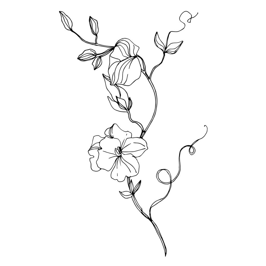 ベクトル野生の花植物の花。黒と白の刻まインクアート。孤立した花のイラスト要素. - ベクター画像
