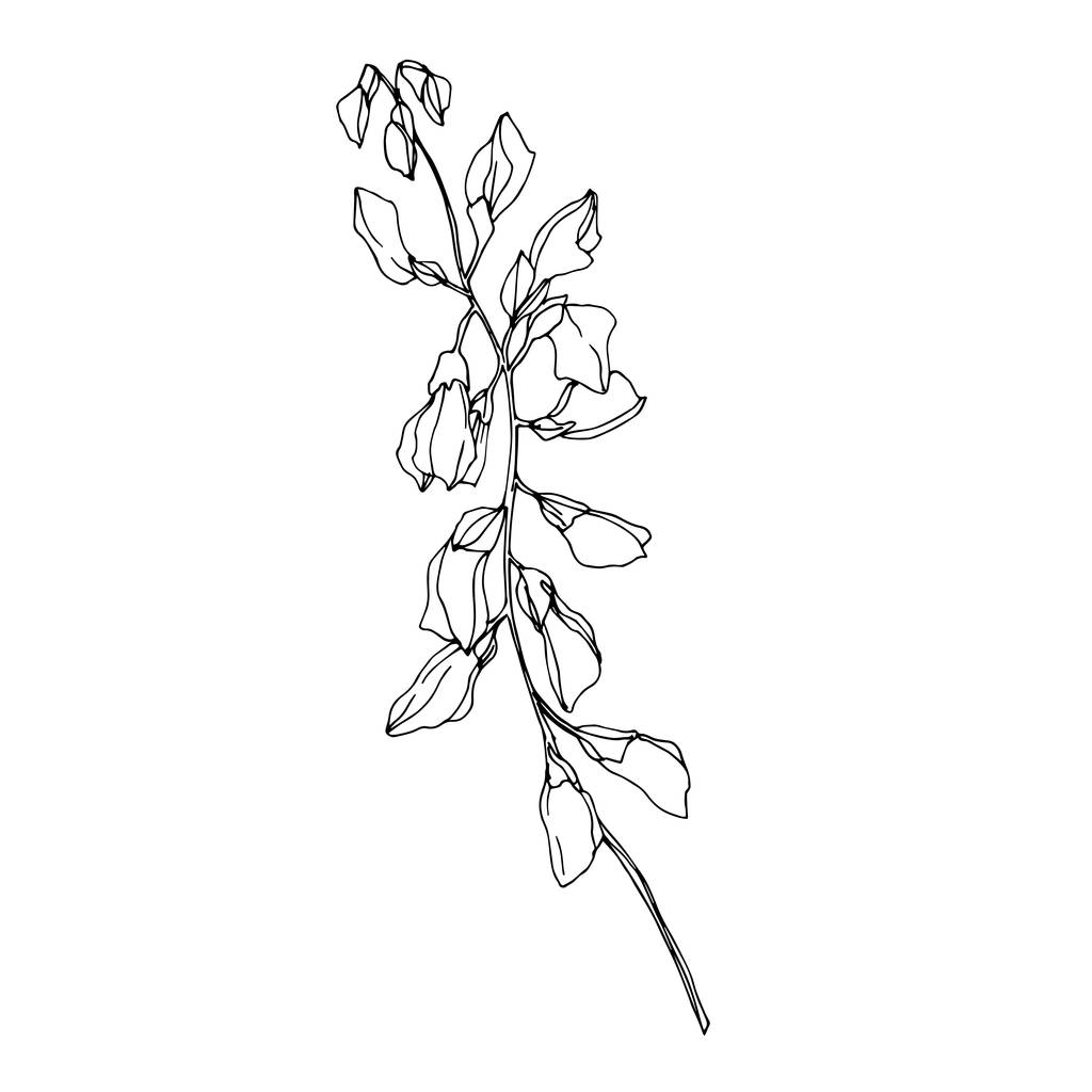 Векторные цветочные ботанические цветы. Черно-белый рисунок чернил. Изолированный цветочный иллюстрационный элемент
. - Вектор,изображение