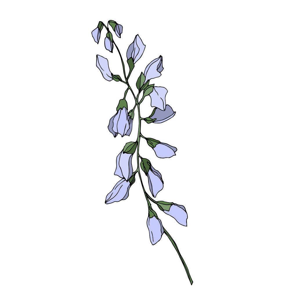 Vector Wildflower flores botánicas florales. Tinta grabada en blanco y negro. Elemento de ilustración de flores aisladas
. - Vector, imagen
