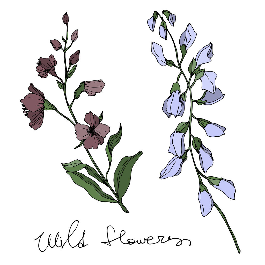 Vector Wildflower flores botánicas florales. Tinta grabada en blanco y negro. Elemento de ilustración de flores aisladas
. - Vector, Imagen