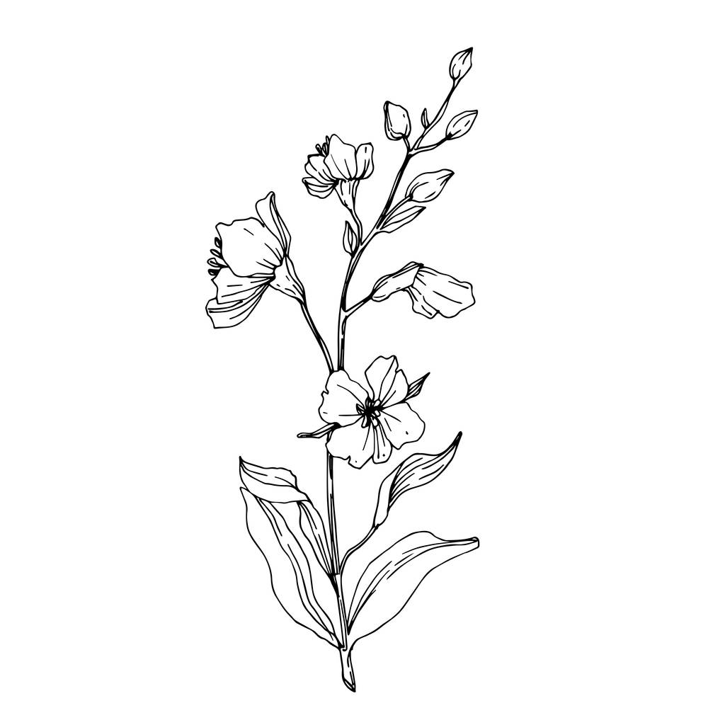 Vektorwildblume Blumen botanischen Blumen. Schwarz-weiß gestochene Tuschekunst. isolierte Blume Illustration Element. - Vektor, Bild