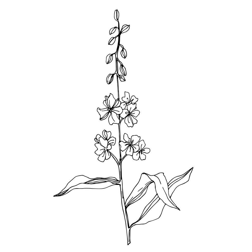 Vektori Wildflower kukka kasvitieteellinen kukkia. Musta ja valkoinen kaiverrettu muste taidetta. Eristetty kukka kuvitus elementti
. - Vektori, kuva