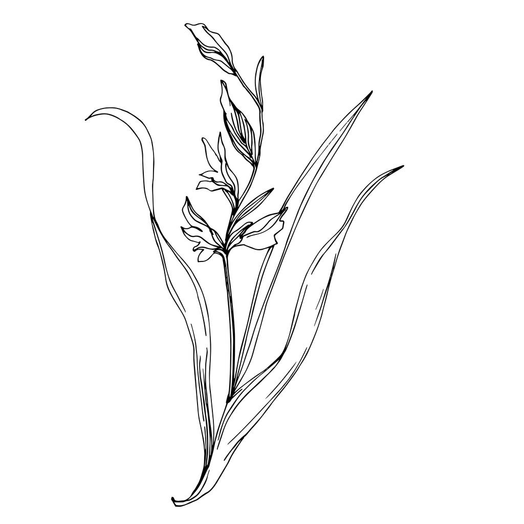 Vektor Květinové květinové botanické květiny. Černobílý rytý inkoust. Izolovaný prvek ilustrace květin. - Vektor, obrázek
