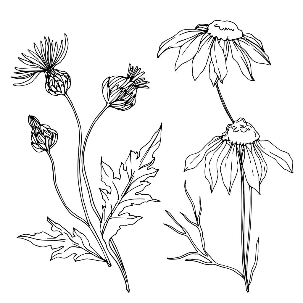Vector wildflowers floral botanical flowers. Black and white engraved ink art. Isolated flower illustration element. - Vector, Image