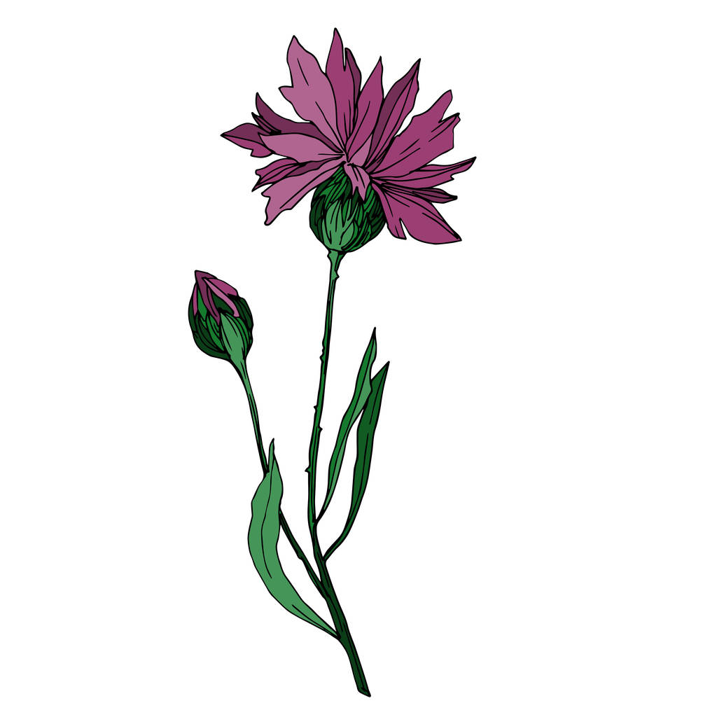 ベクトル野生の花植物の花 野生の春の葉の野生の花を隔離 黒と白の刻まインクアート 孤立した花のイラスト要素 ロイヤリティフリーのベクターグラフィック画像