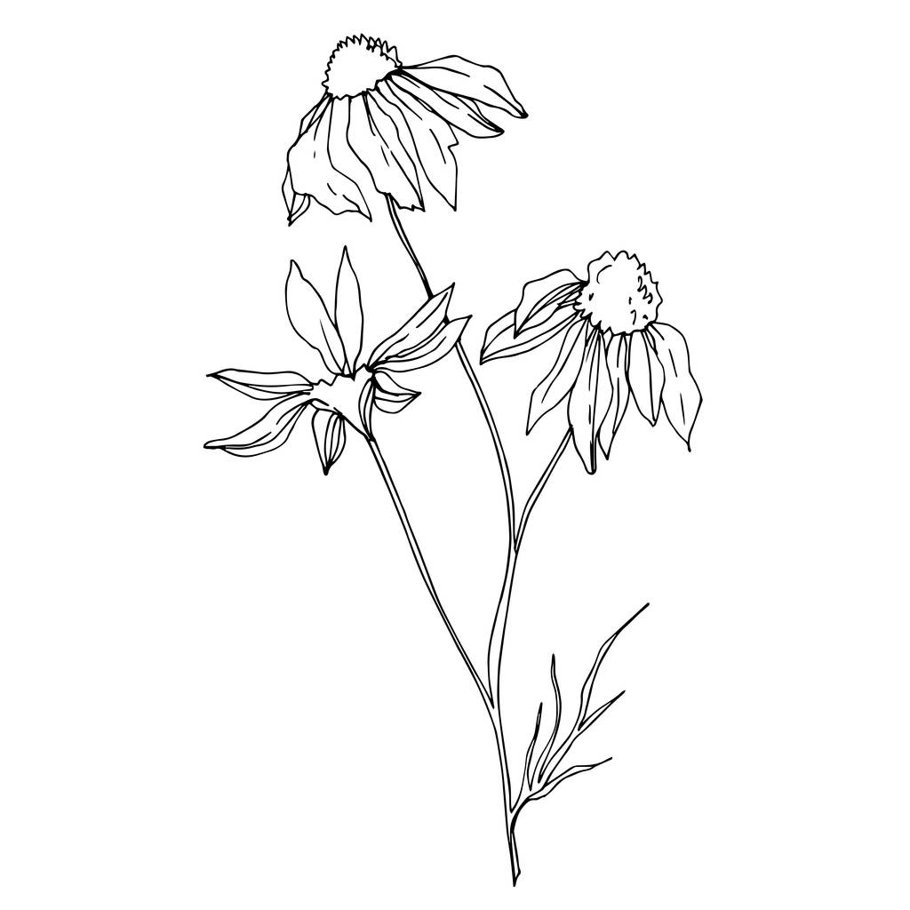 Vektör Yaban Çiçekleri çiçek botanik çiçekleri. Siyah beyaz işlemeli mürekkep sanatı. Ayrı bir çiçek çizimi ögesi. - Vektör, Görsel