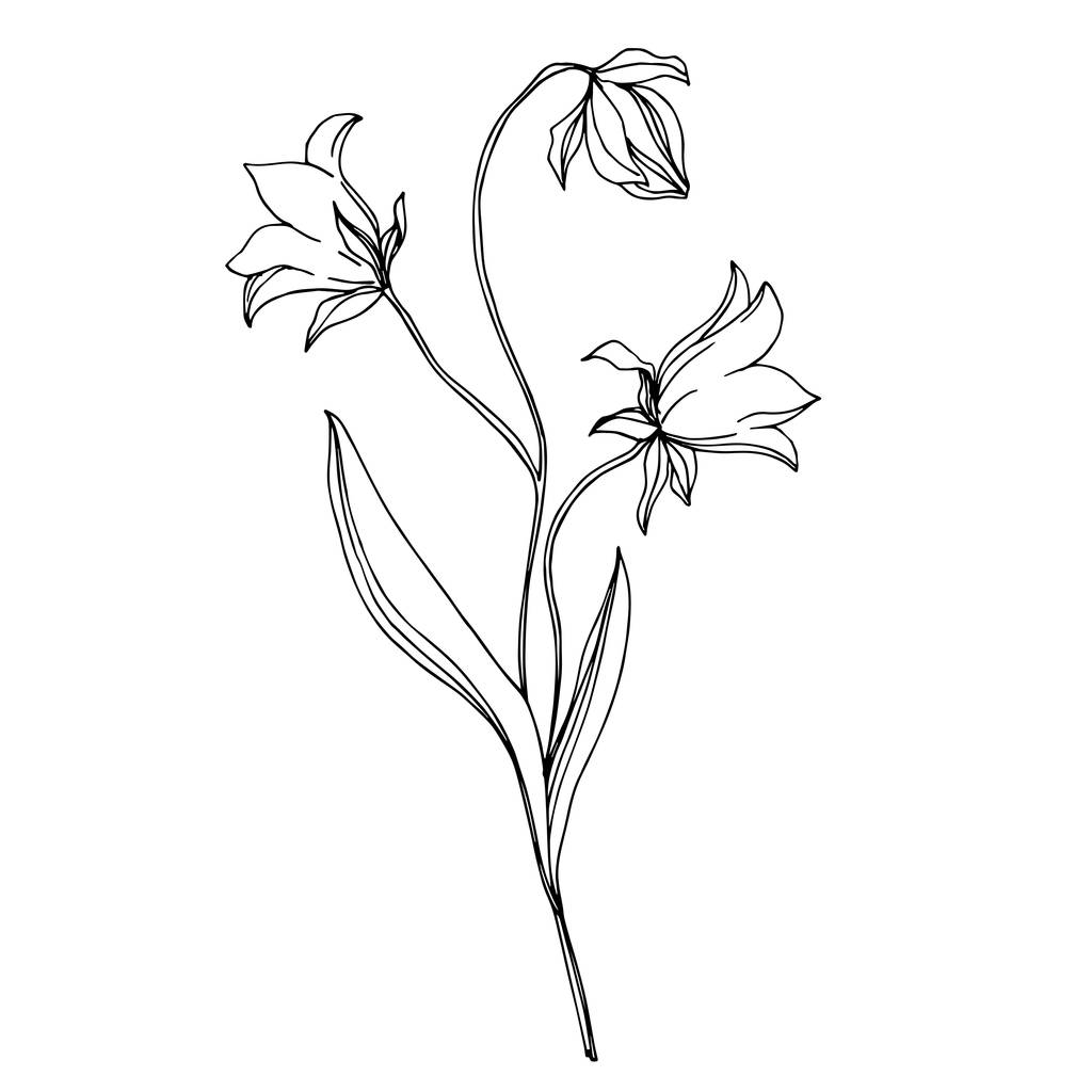 Vector Wildflowers flores botánicas florales. Tinta grabada en blanco y negro. Elemento de ilustración de flores aisladas
. - Vector, Imagen