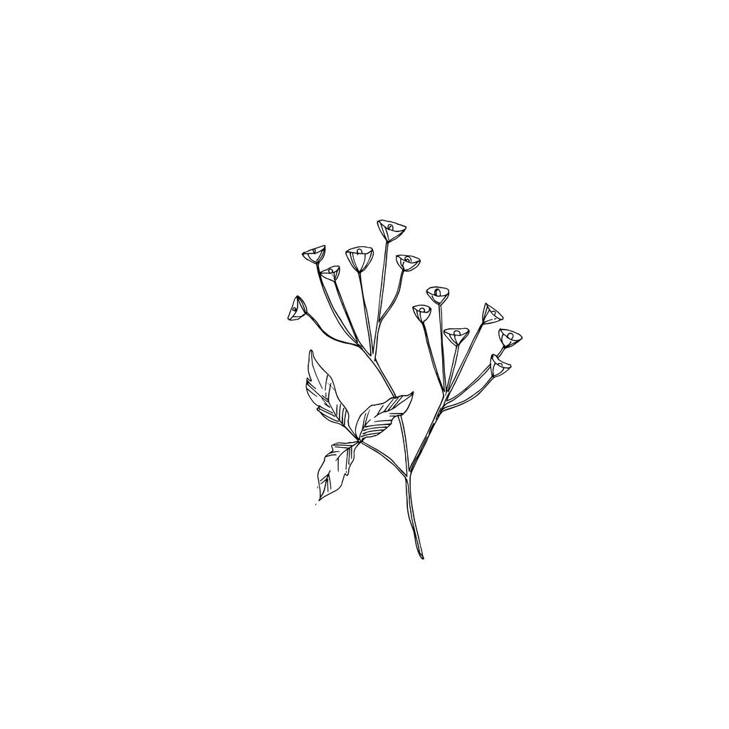 Vektori Villikukat kukka kasvitieteellinen kukkia. Musta ja valkoinen kaiverrettu muste taidetta. Eristetty kukka kuvitus elementti
. - Vektori, kuva