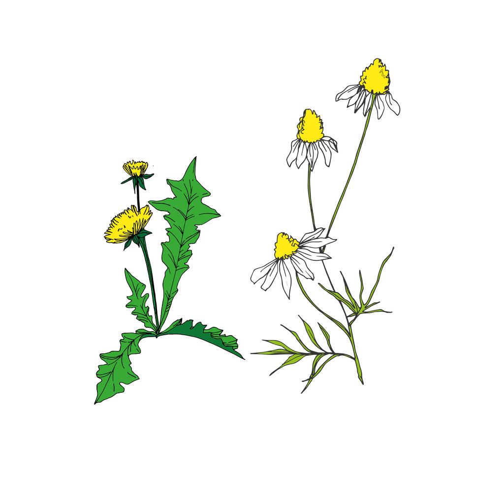 Διάνυσμα αγριολούλουδα ανθικά βοτανικά λουλούδια. Μαύρο και άσπρο χαραγμένο μελάνι τέχνης. Μεμονωμένο στοιχείο απεικόνισης λουλουδιών. - Διάνυσμα, εικόνα