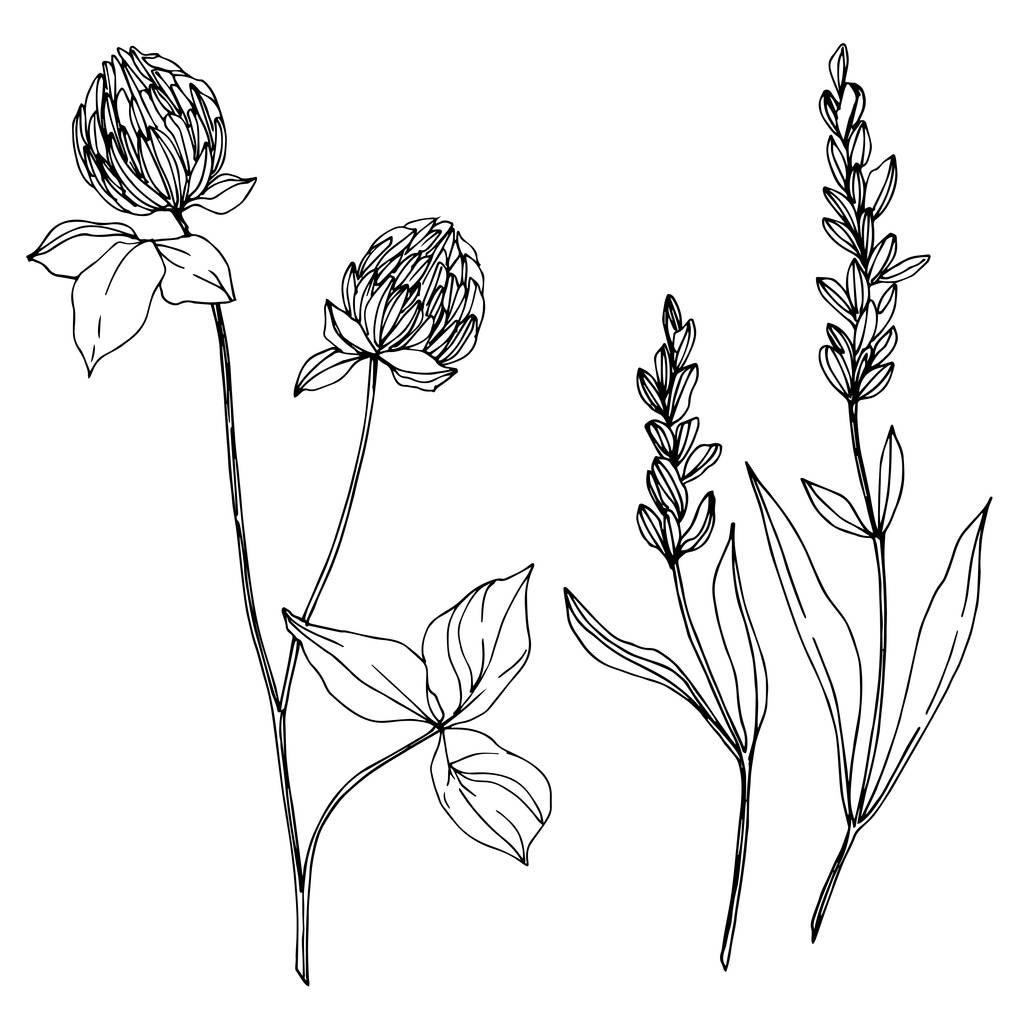Vector wildflower floral botanical flowers. Black and white engraved ink art. Isolated wildflowers illustration element. - Vector, Image