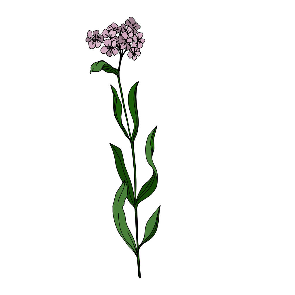 ベクトル野花植物花 野生の春の葉の野生の花を隔離 黒と白の刻まインクアート 孤立した野の花のイラスト要素 ロイヤリティフリーのベクターグラフィック画像