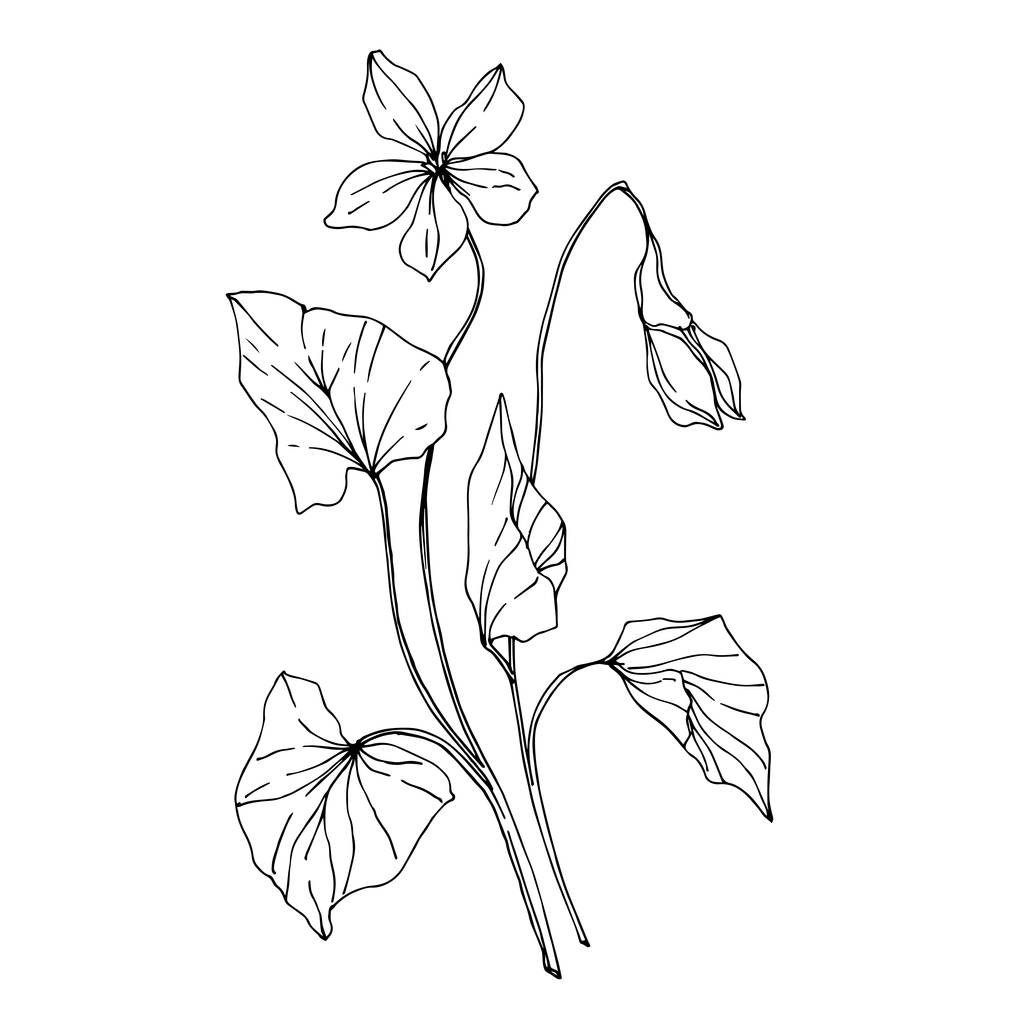 Vector flores botânicas florais wildflower. Tinta gravada a preto e branco. Elemento de ilustração de flores silvestres isoladas
. - Vetor, Imagem