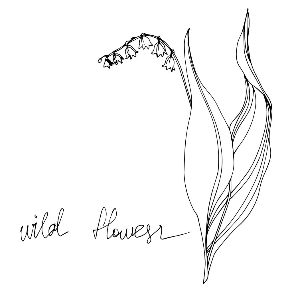 Vector Wildflowers flores botánicas florales. Tinta grabada en blanco y negro. Elemento ilustrativo de flores aisladas
. - Vector, Imagen