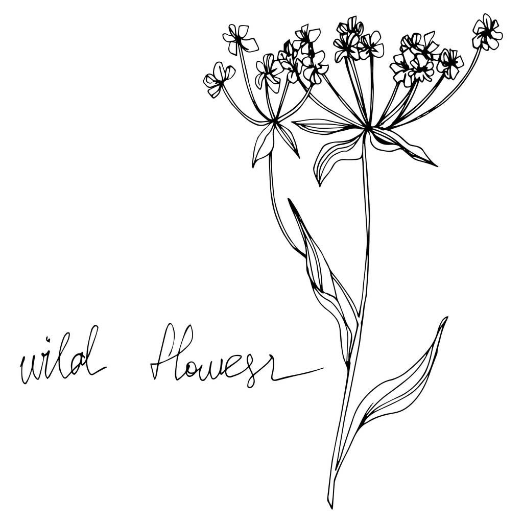 Διάνυσμα αγριολούλουδα ανθικά βοτανικά λουλούδια. Μαύρο και άσπρο χαραγμένο μελάνι τέχνης. Μεμονωμένα στοιχεία εικονογράφησης λουλουδιών. - Διάνυσμα, εικόνα