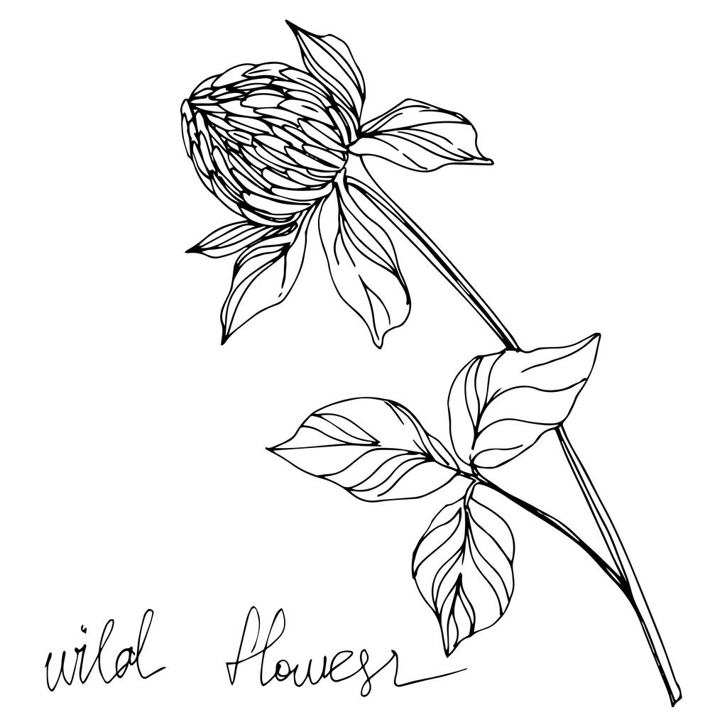 Vector Wildbloemen bloemen bloemen botanische bloemen. Zwart-wit gegraveerde inktkunst. Geïsoleerde bloemen illustratie element. - Vector, afbeelding