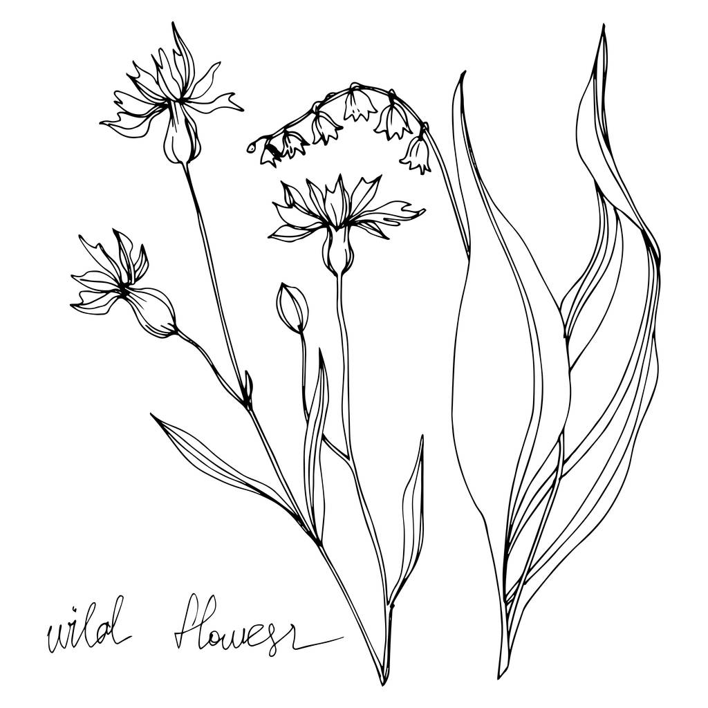 Vettore Fiori di campo fiori botanici floreali. Inchiostro inciso in bianco e nero art. Elemento di illustrazione fiori isolati
. - Vettoriali, immagini