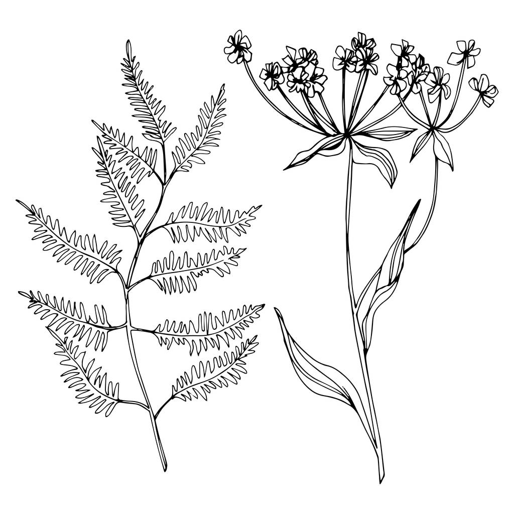 Vector Wildflowers flores botánicas florales. Tinta grabada en blanco y negro. Elemento ilustrativo de flores aisladas
. - Vector, imagen