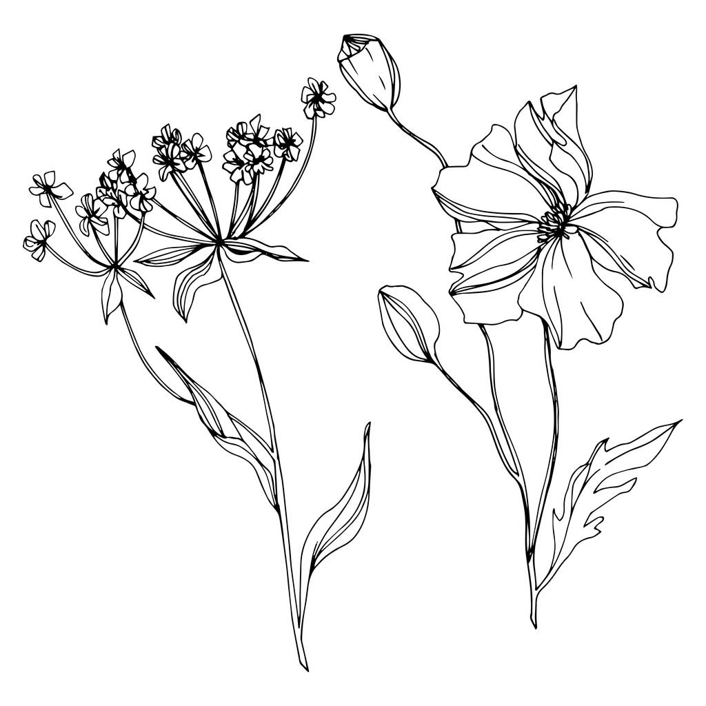 Vektorwildblumen florale botanische Blumen. Schwarz-weiß gestochene Tuschekunst. isolierte Blumen Illustrationselement. - Vektor, Bild