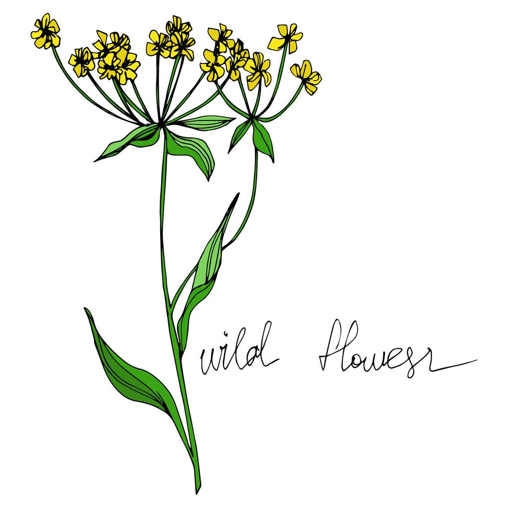Vector Wildflowers flores botánicas florales. Tinta grabada en blanco y negro. Elemento ilustrativo de flores aisladas
. - Vector, Imagen