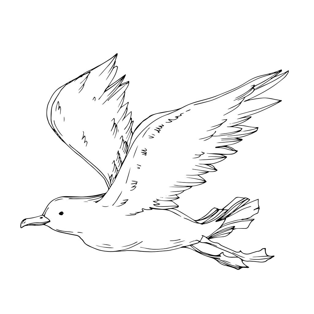 Vector Sky pájaro gaviota aislado. Tinta grabada en blanco y negro. Elemento ilustrativo de gaviota aislada
. - Vector, imagen