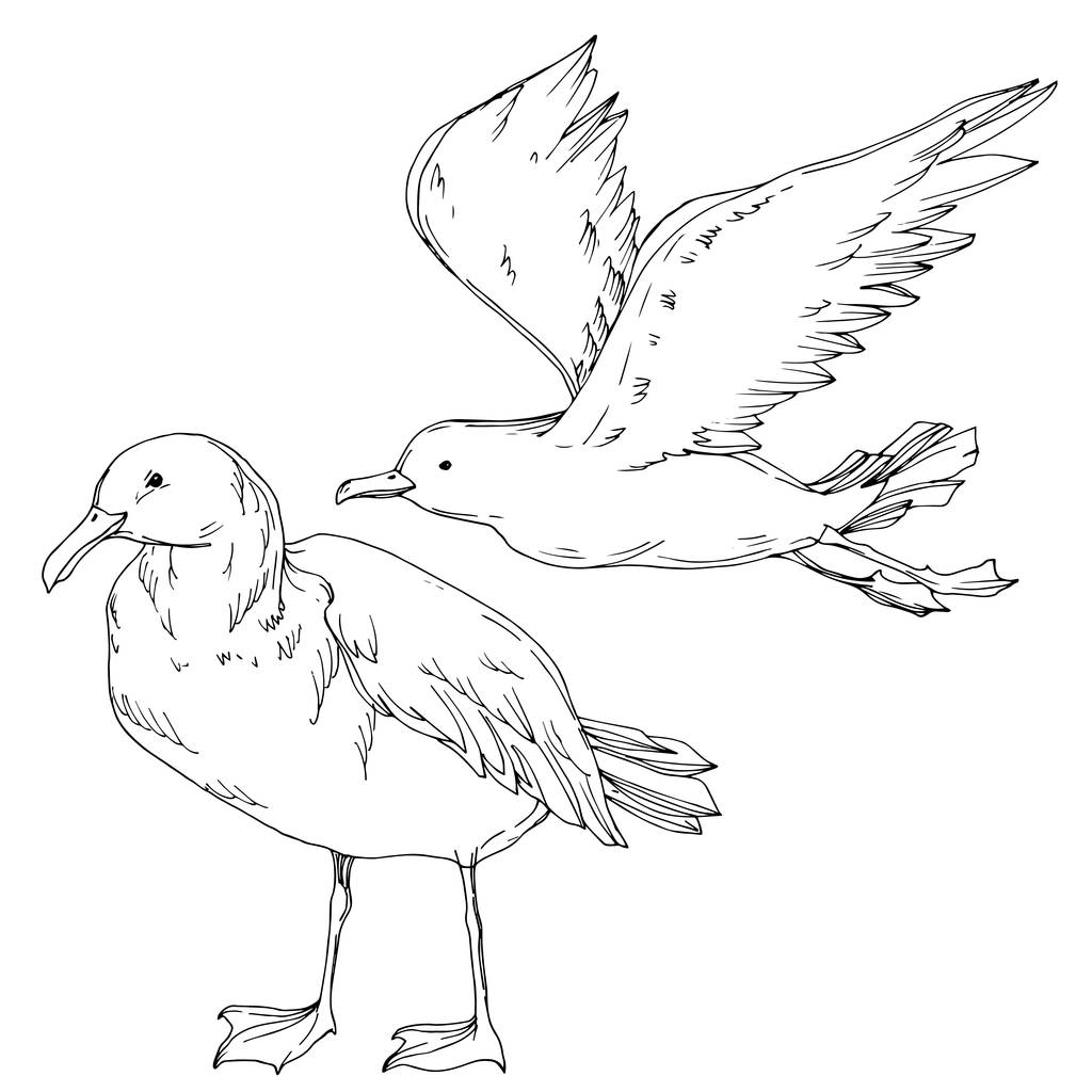 Vector Sky gaivota pássaro isolado. Tinta gravada a preto e branco. Elemento de ilustração isolado da gaivota
. - Vetor, Imagem
