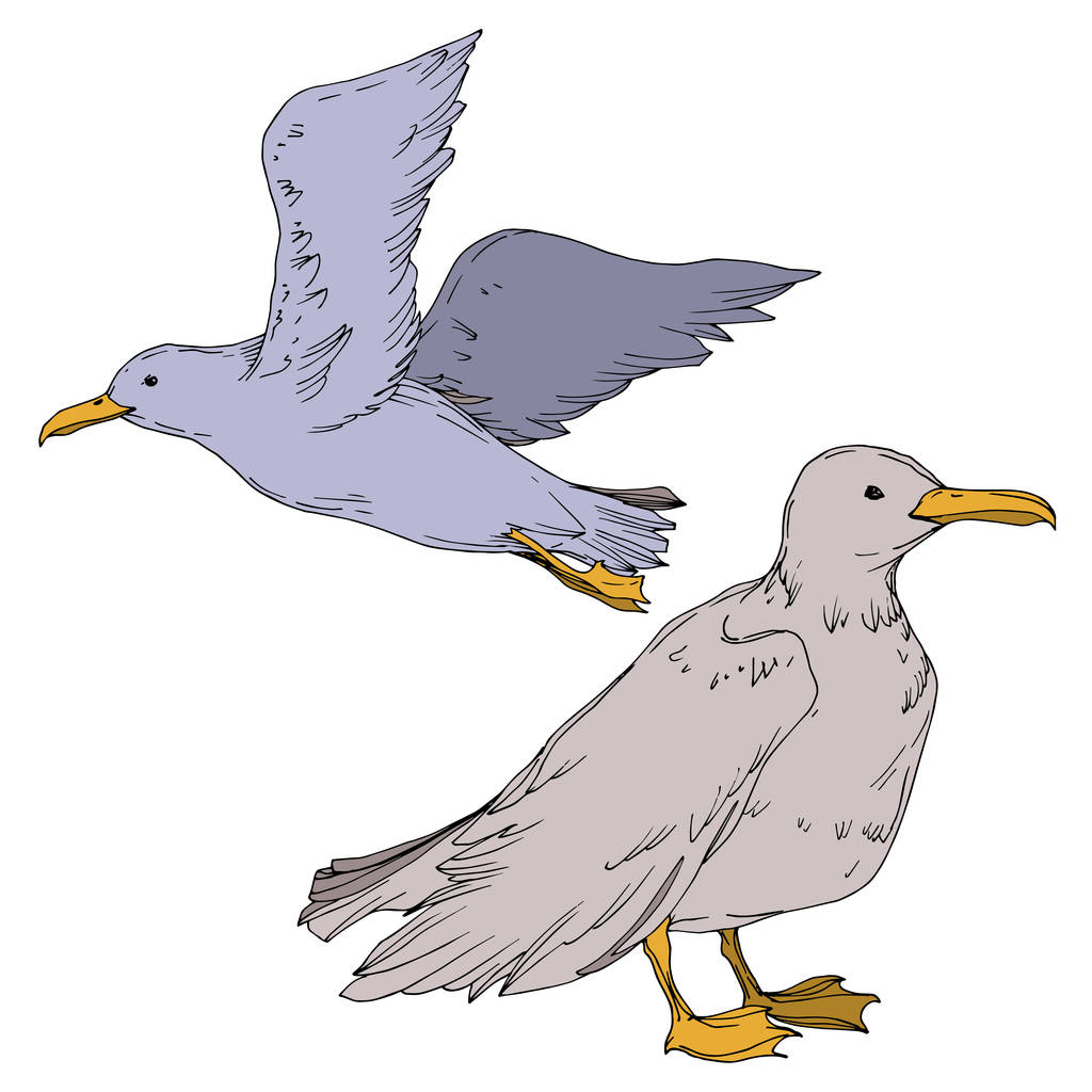 Vector Sky gaivota pássaro isolado. Tinta gravada a preto e branco. Elemento de ilustração isolado da gaivota
. - Vetor, Imagem