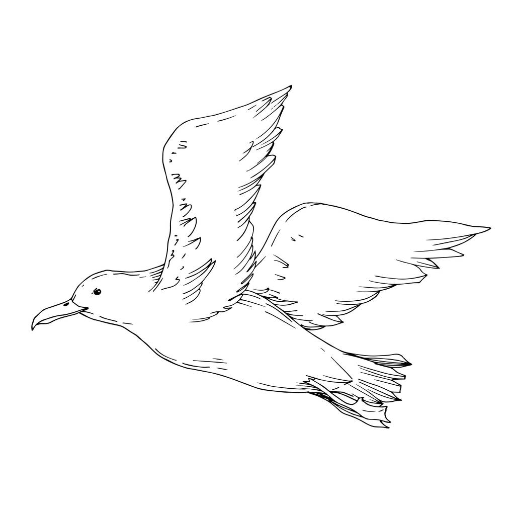 Вектор Небесний птах чайка ізольовано. Чорно-біле гравірування чорнила. Ізольований елемент ілюстрації чайки
. - Вектор, зображення