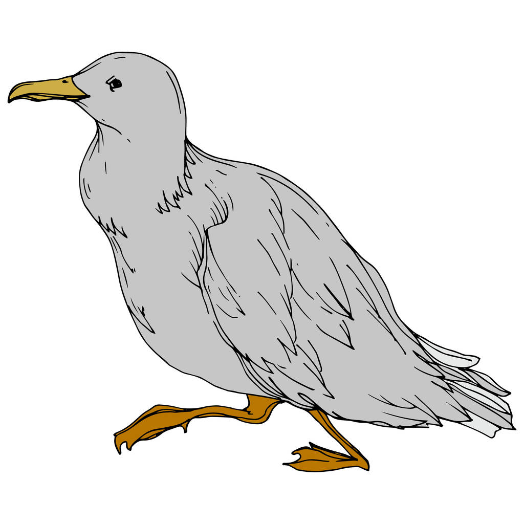 Vector Sky pájaro gaviota en una fauna aislada. Tinta grabada en blanco y negro. Elemento ilustrativo de gaviota aislada
. - Vector, imagen