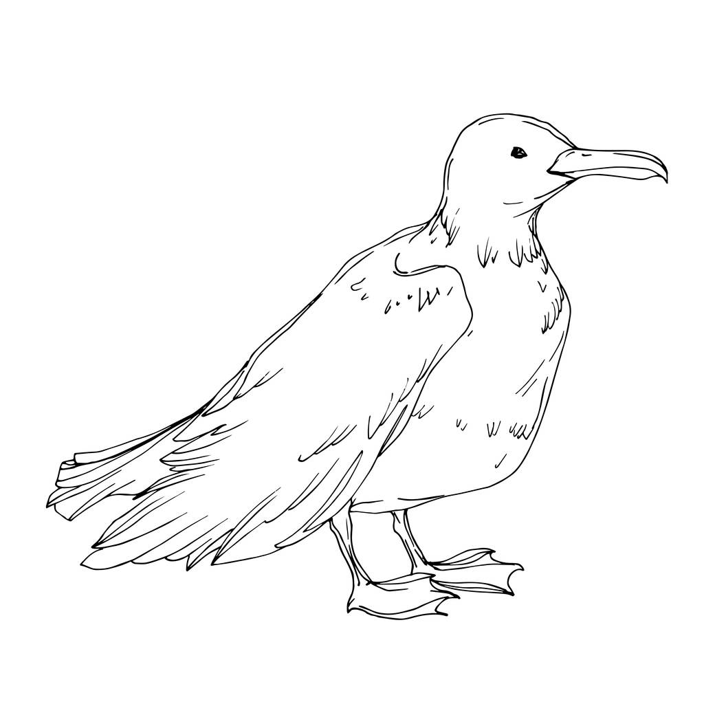 Векторная птица Неба изолирована. Черно-белый рисунок чернил. Изолированный элемент иллюстрации чайки
. - Вектор,изображение