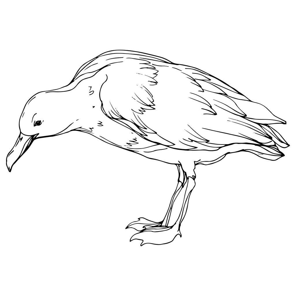 Vector Oiseau céleste mouette dans une faune isolée. Encre gravée en noir et blanc. Élément d'illustration isolé de mouette
. - Vecteur, image