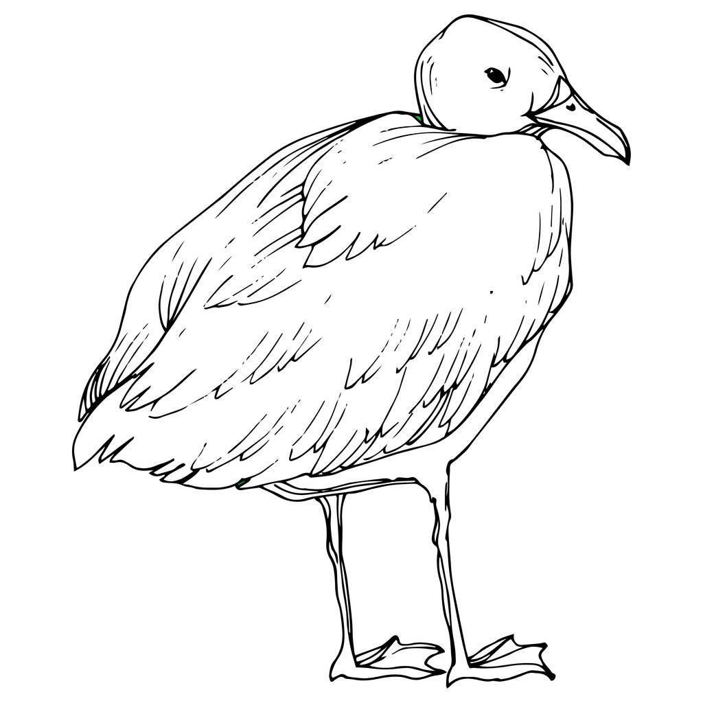 Vector Sky pájaro gaviota en una fauna aislada. Tinta grabada en blanco y negro. Elemento ilustrativo de gaviota aislada
. - Vector, Imagen
