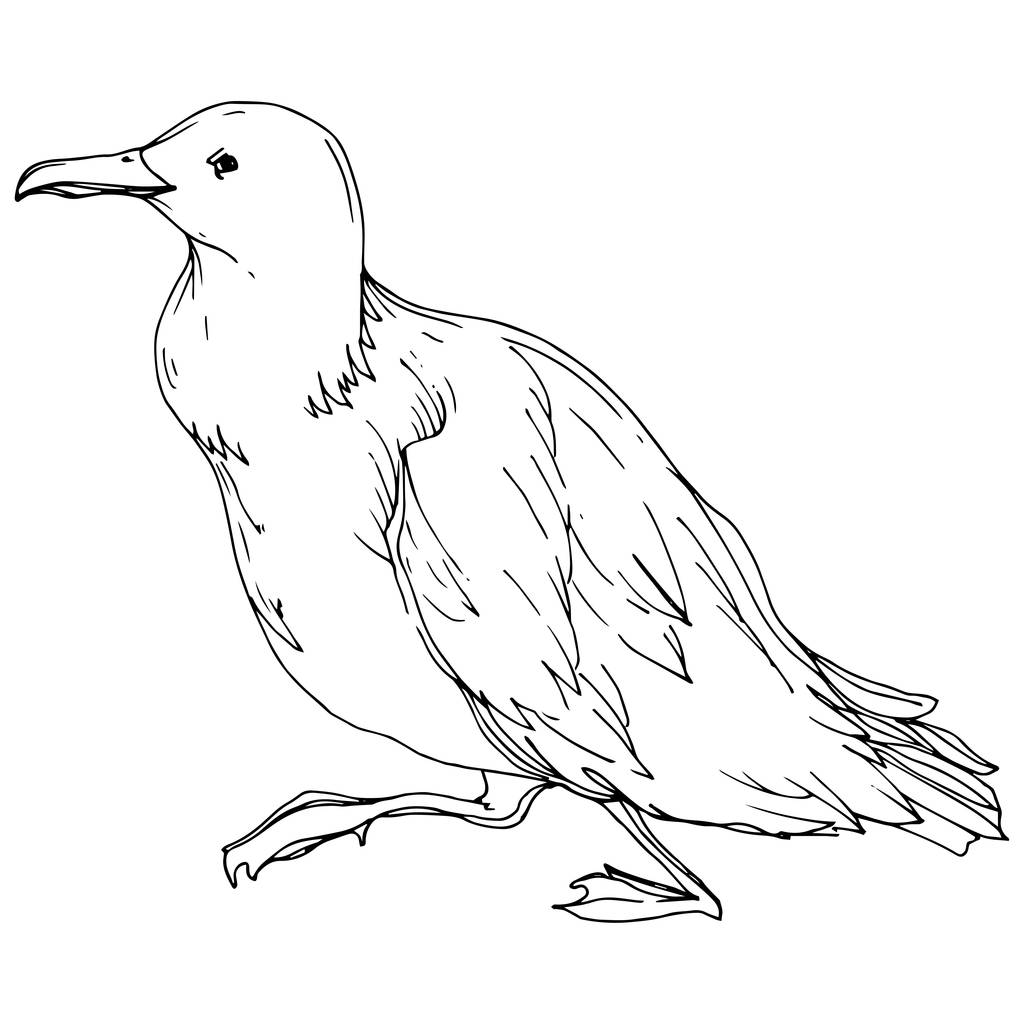 Vektorový ptačí pták v odlehlé přírodě. Černé a bílé ryté inkoustem. Izolovaný prvek izolovaného seagullu. - Vektor, obrázek