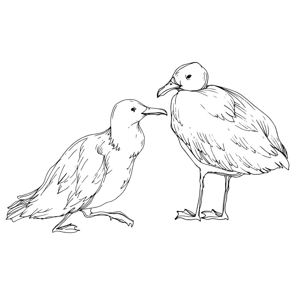Vector Sky gaivota pássaro em uma vida selvagem isolado. Tinta gravada a preto e branco. Elemento de ilustração isolado da gaivota
. - Vetor, Imagem