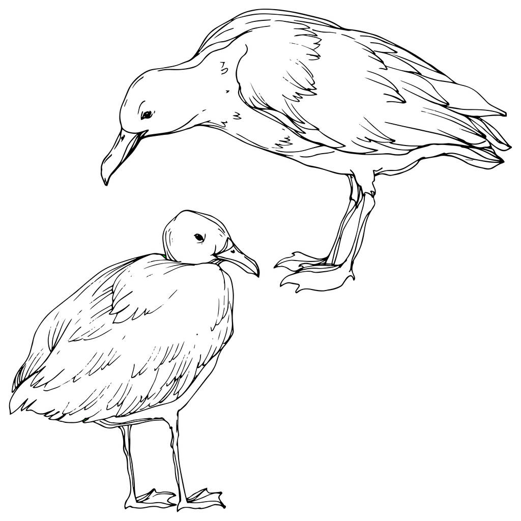 Vector Oiseau céleste mouette dans une faune isolée. Encre gravée en noir et blanc. Élément d'illustration isolé de mouette
. - Vecteur, image