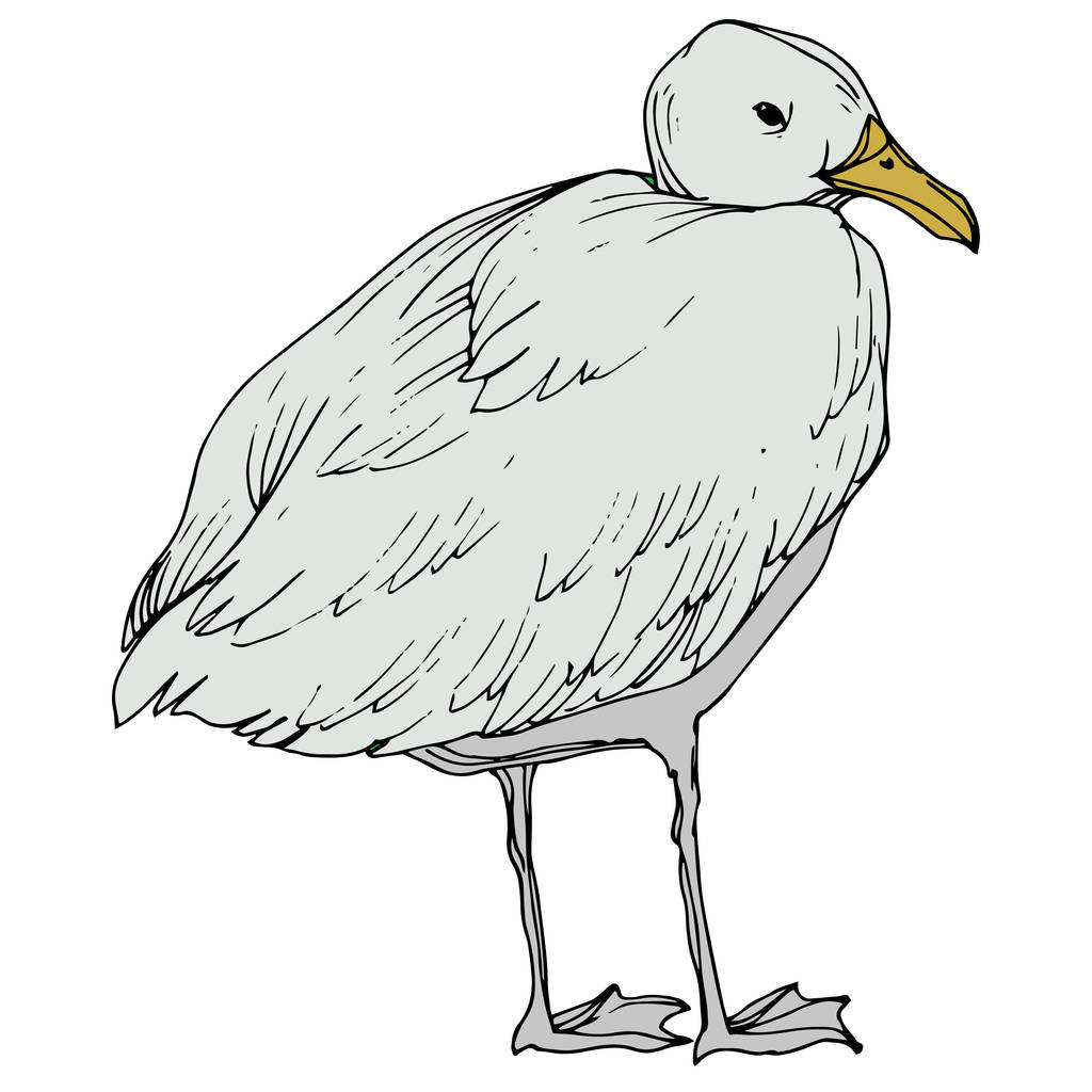Vektorový ptačí pták v odlehlé přírodě. Černé a bílé ryté inkoustem. Izolovaný prvek izolovaného seagullu. - Vektor, obrázek