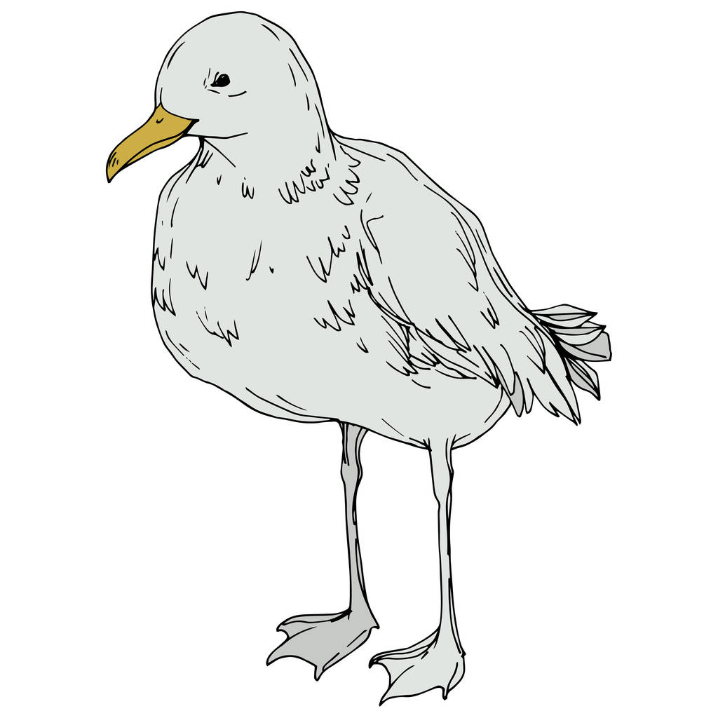 Vector Sky pájaro gaviota en una fauna aislada. Tinta grabada en blanco y negro. Elemento ilustrativo de gaviota aislada
. - Vector, Imagen