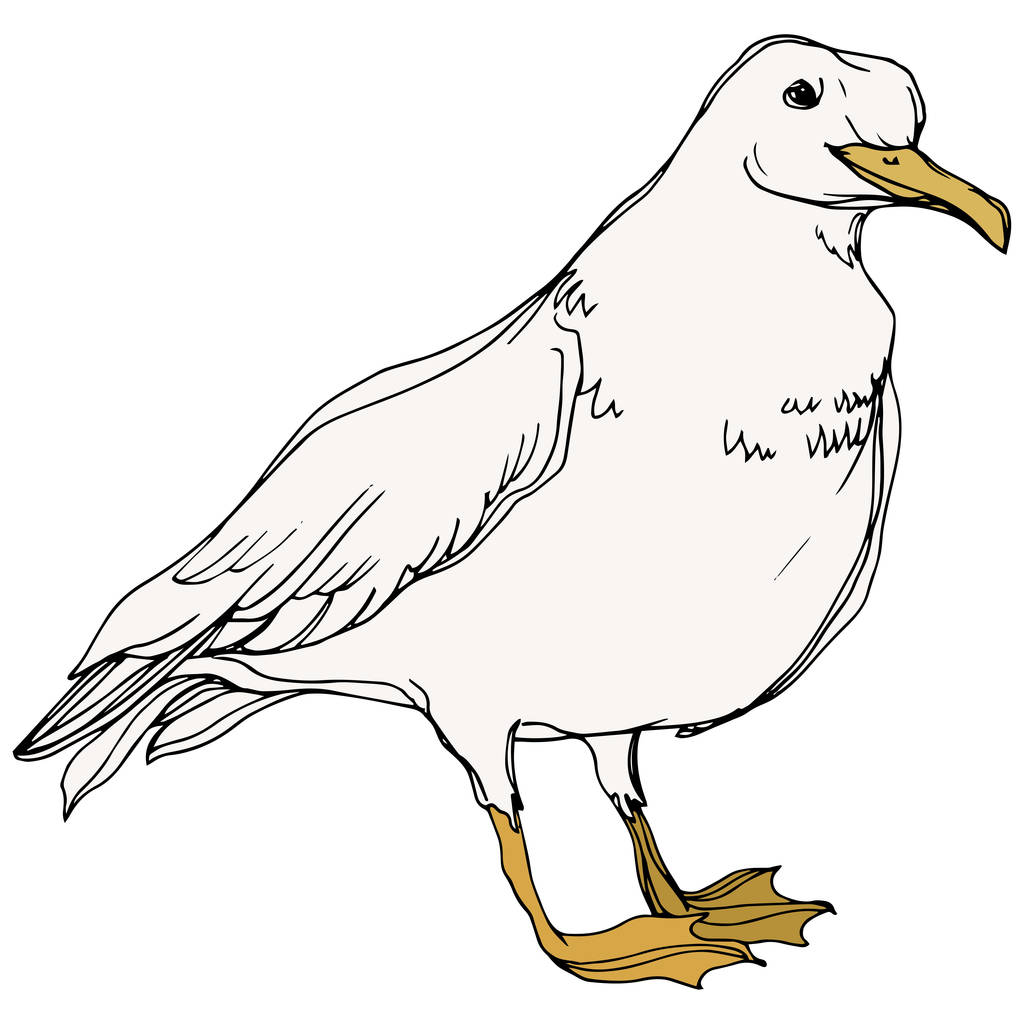 Vector Sky pájaro gaviota en una fauna. Tinta grabada en blanco y negro. Elemento ilustrativo de gaviota aislada
. - Vector, imagen