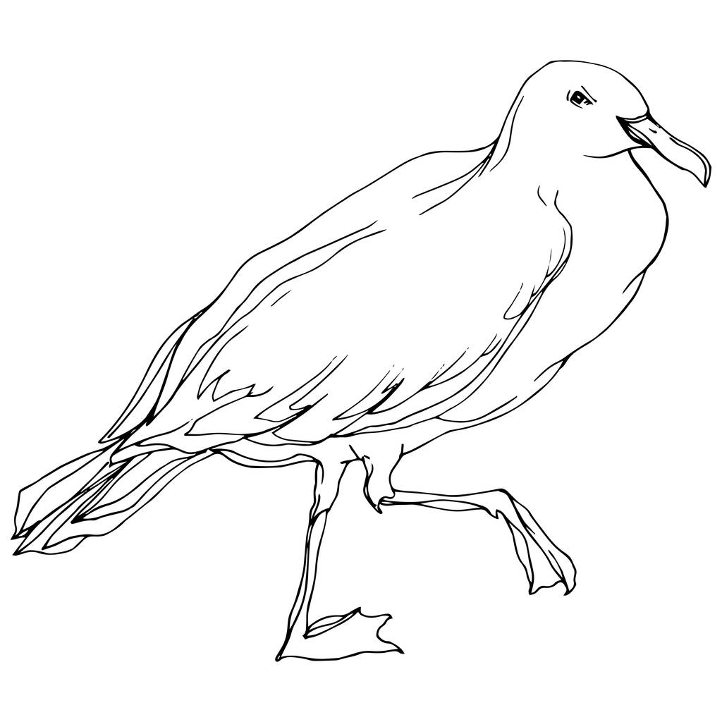 Vektor Sky madár sirály a vadon élő állatok. Fekete-fehér vésett tinta Art. Egy elszigetelt sirály-illusztrációs elem. - Vektor, kép