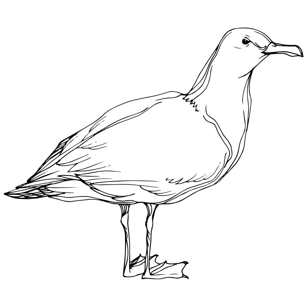 Vector Sky pájaro gaviota en una fauna. Tinta grabada en blanco y negro. Elemento ilustrativo de gaviota aislada
. - Vector, imagen
