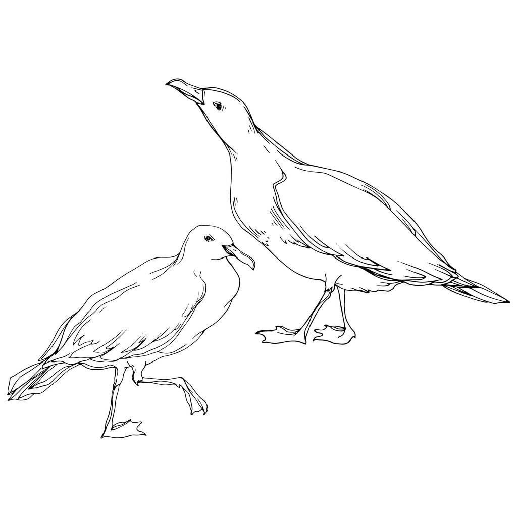 Vector niebo ptak Seagull w dzikiej przyrody. Czarno-biała grawerowana sztuka atramentu. Mewa na białym tle element ilustracji. - Wektor, obraz