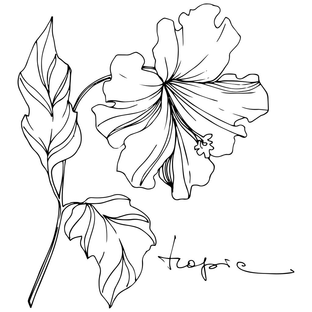 ベクトル熱帯植物花。黒と白の刻まインクアート。孤立した花のイラスト要素. - ベクター画像